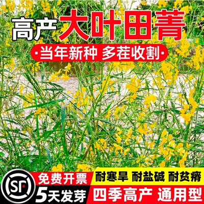 田菁种子碱青涝豆果园绿肥草种子四季牧草籽田青子紫色田箐种籽