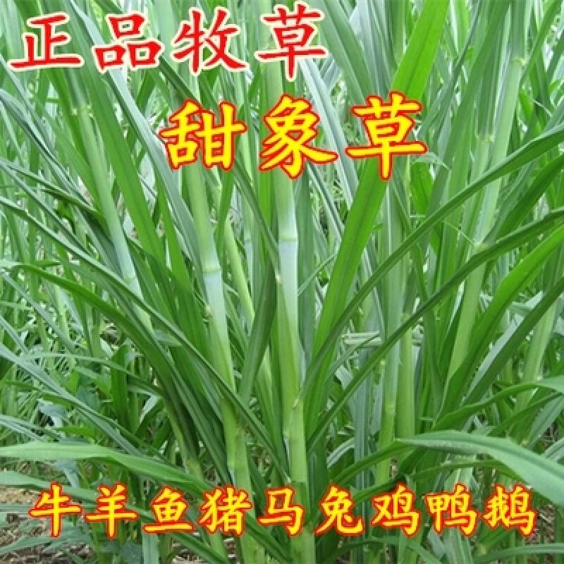 进口甜象草高丹草养殖牧草种子畜牧多年生牧草牛羊饲料喂牛饲料草