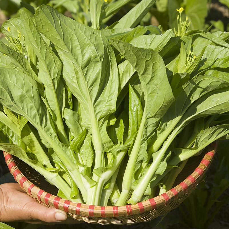 早熟白菜苔种籽菜种子秋冬季种四九菜心种孑四季菜薹春夏秋种蔬菜