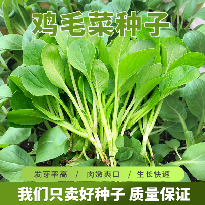 鸡毛菜种子18天可采摘四季小白菜上海青菜种籽油菜阳台盆栽蔬莱孑