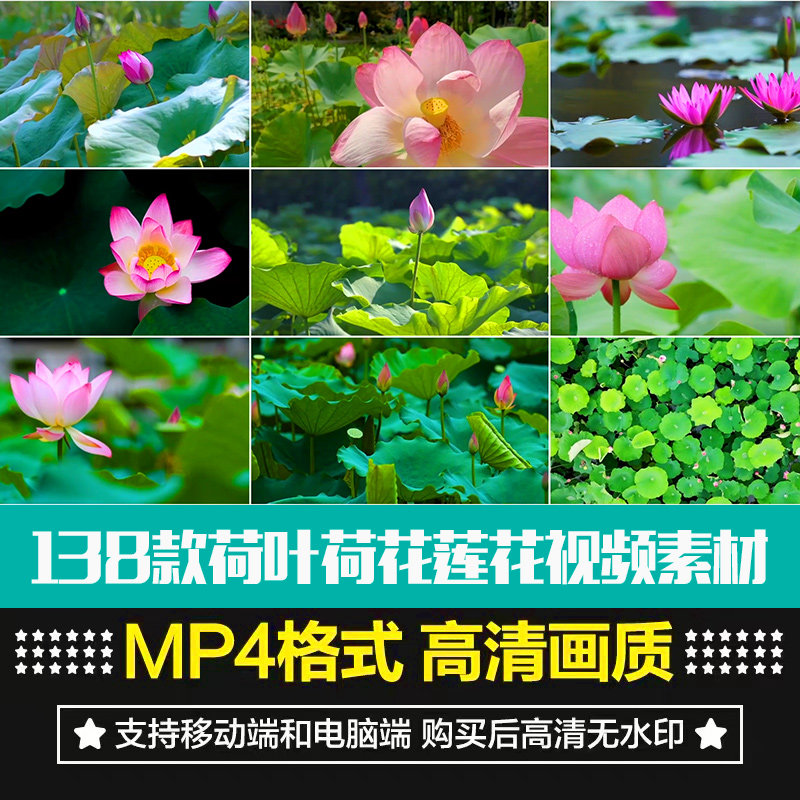 唯美荷花莲花荷叶池塘夏天夏日清新绿色植物睡莲抖音剪辑视频素材