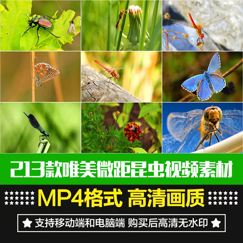 唯美昆虫脆弱性慢动作蝴蝶昆虫自然保护区大自然花草昆虫视频素材