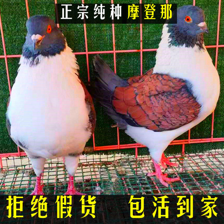 鸽子活体一对精品三色大体摩登那元宝种鸽子青年鸽公母一对包下蛋