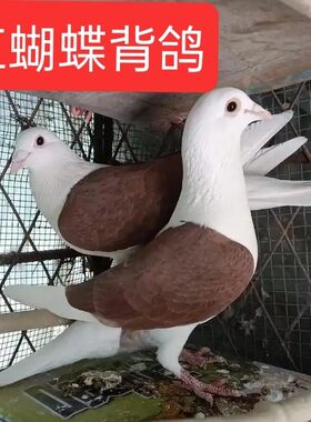 精品紫蝴蝶背观赏鸽青年种鸽活体鸽子蝴蝶花一对信鸽子公棚赛鸽