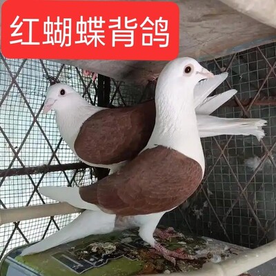精品紫蝴蝶背观赏鸽青年种鸽活体鸽子蝴蝶花一对信鸽子公棚赛鸽