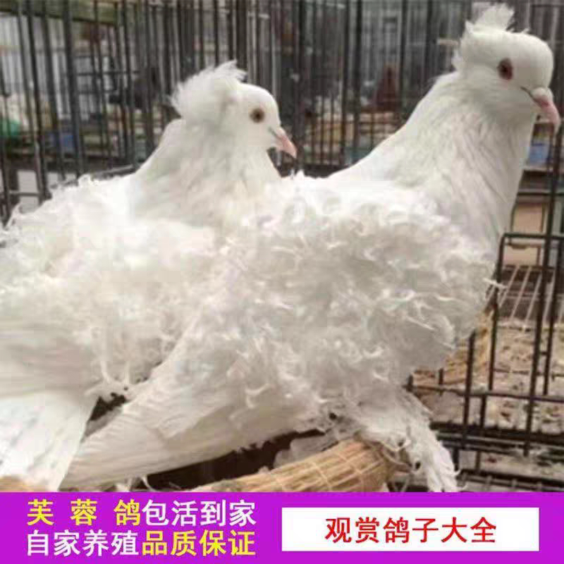 纯色观赏精品大体芙蓉鸽子立体感纯色活体种鸽一对公母