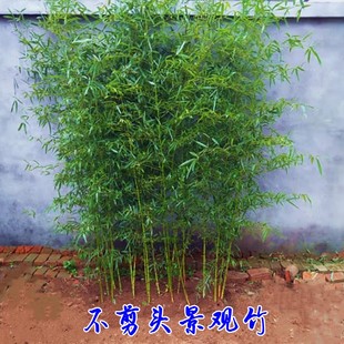 庭院四季景观竹全冠带梢不剪头金紫竹绿罗汉竹苗盆栽耐寒观赏植物