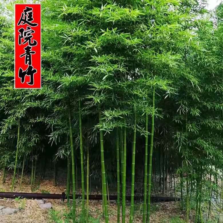 竹子苗盆栽庭院耐寒植物四季常青观赏矮化青竹树苗紫竹金镶玉竹苗