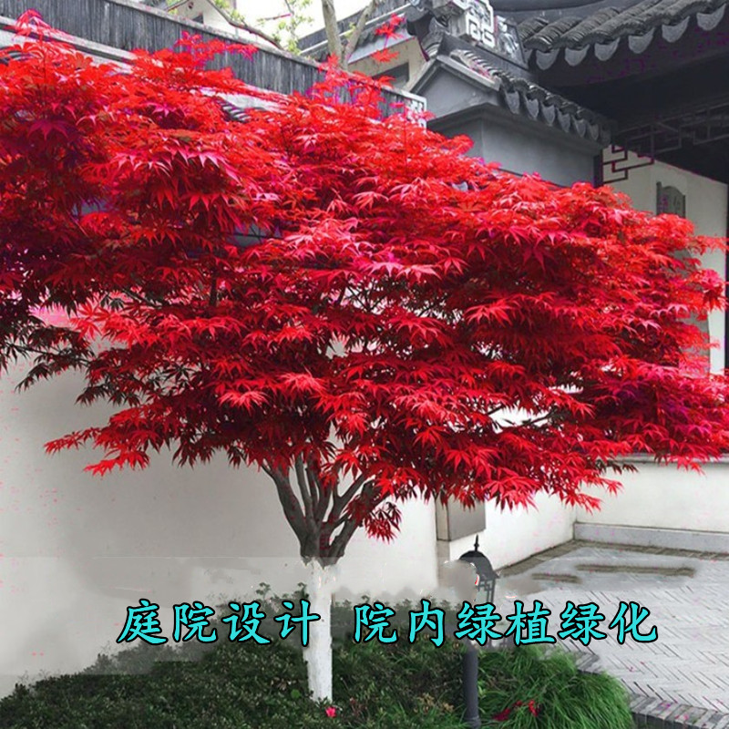 日本红枫树苗红舞姬三季红盆栽盆景庭院别墅道路绿化植物耐寒室外_虎窝淘
