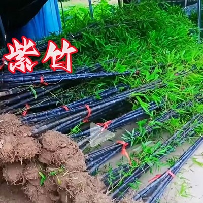 紫竹苗正宗矮化全冠黑墨乌竹