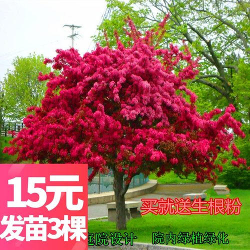 树苗庭院耐寒绿化好养活海棠花