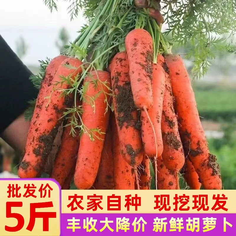 2026当季胡萝卜新鲜胡萝卜微带土