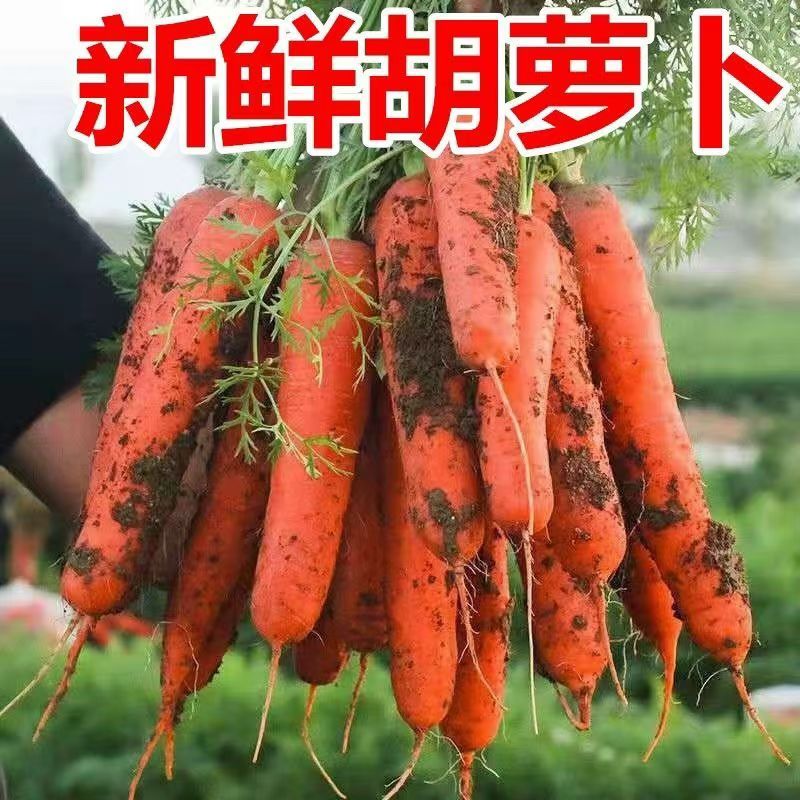 2026当季胡萝卜新鲜胡萝卜微带土