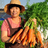 美邻惠享家胡萝卜新鲜带泥即食榨汁生吃萝卜脆甜农家自种SX006