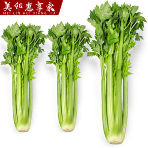 美邻惠享家新鲜西芹大棵半叶芹菜榨汁食用山东青菜香芹产地直发