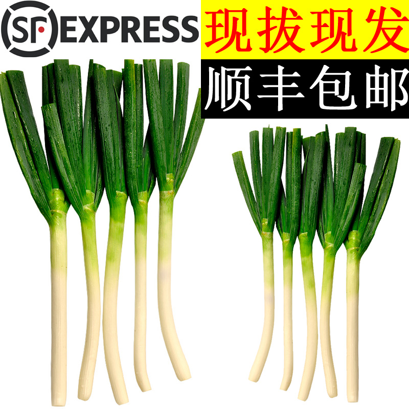 美邻惠享家正宗山东大葱新鲜葱白长脆甜大葱蔬菜顺丰包邮SX019SF 水产肉类/新鲜蔬果/熟食 葱类 原图主图