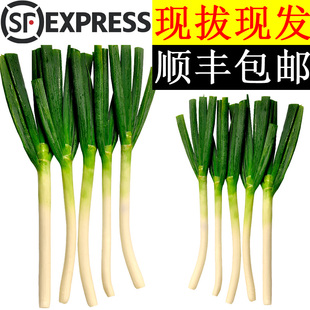 包邮 美邻惠享家正宗山东大葱新鲜葱白长脆甜大葱蔬菜顺丰 SX019SF