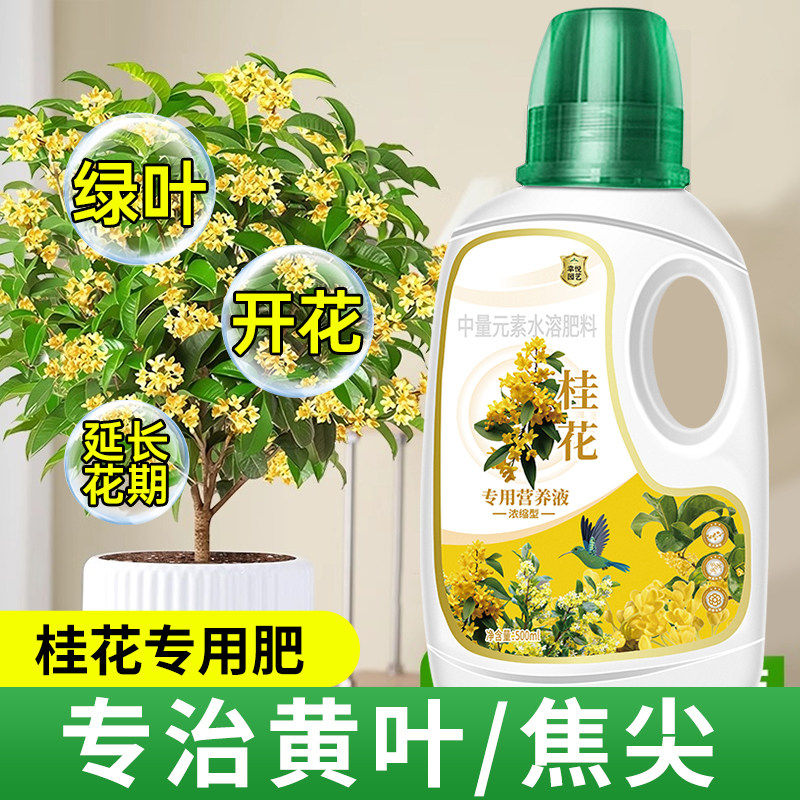 桂花树专用营养液促花爆花肥盆栽桂花树肥料专用肥黄叶干尖枯叶病