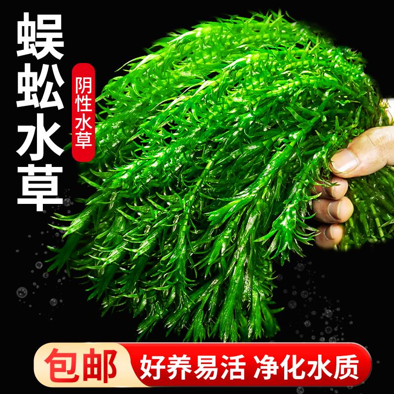 蜈蚣草水榕沉木造景鱼缸装饰植物