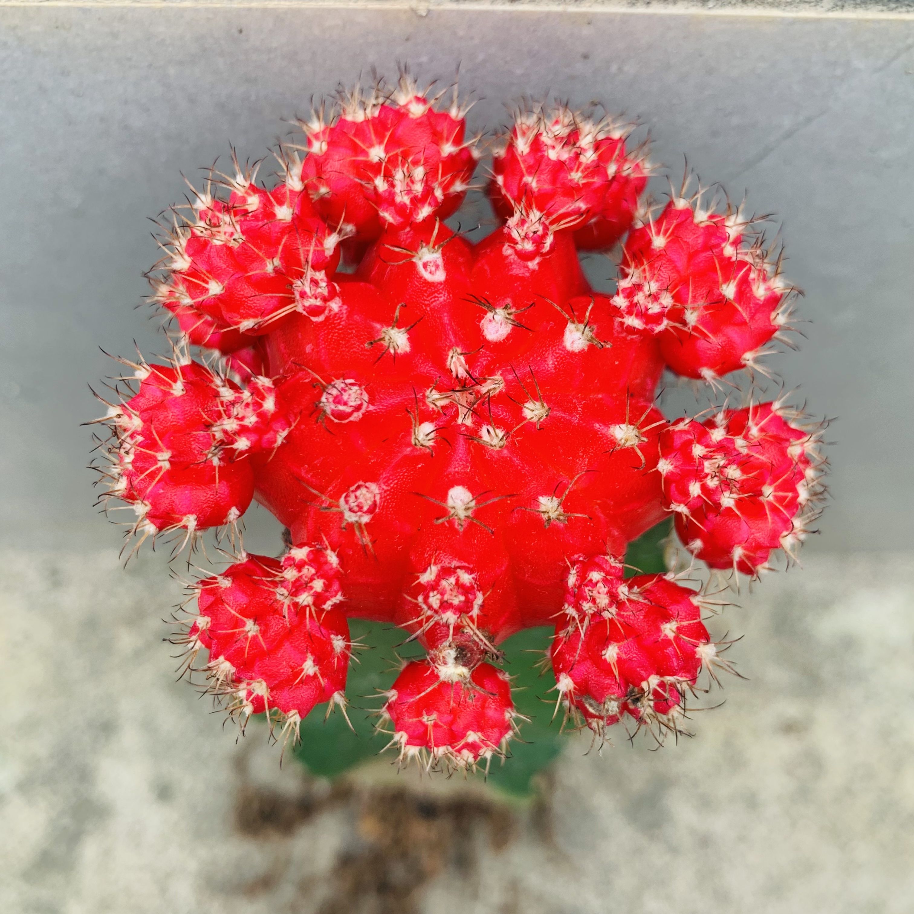 彩带仙人球嫁接七彩球仙人掌多肉植物盆栽好养耐旱防辐射植物盆栽