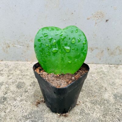 一片心情人节绿植室内礼物心叶球兰多肉植物心520盆兰心趣味球叶