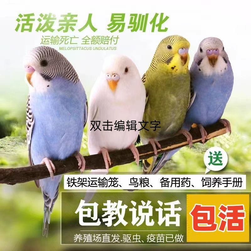 鸟活物鹦鹉活鸟虎皮鹦鹉小鸟会学说话的宠物鸟类云斑鹦鹉小宠物鸟