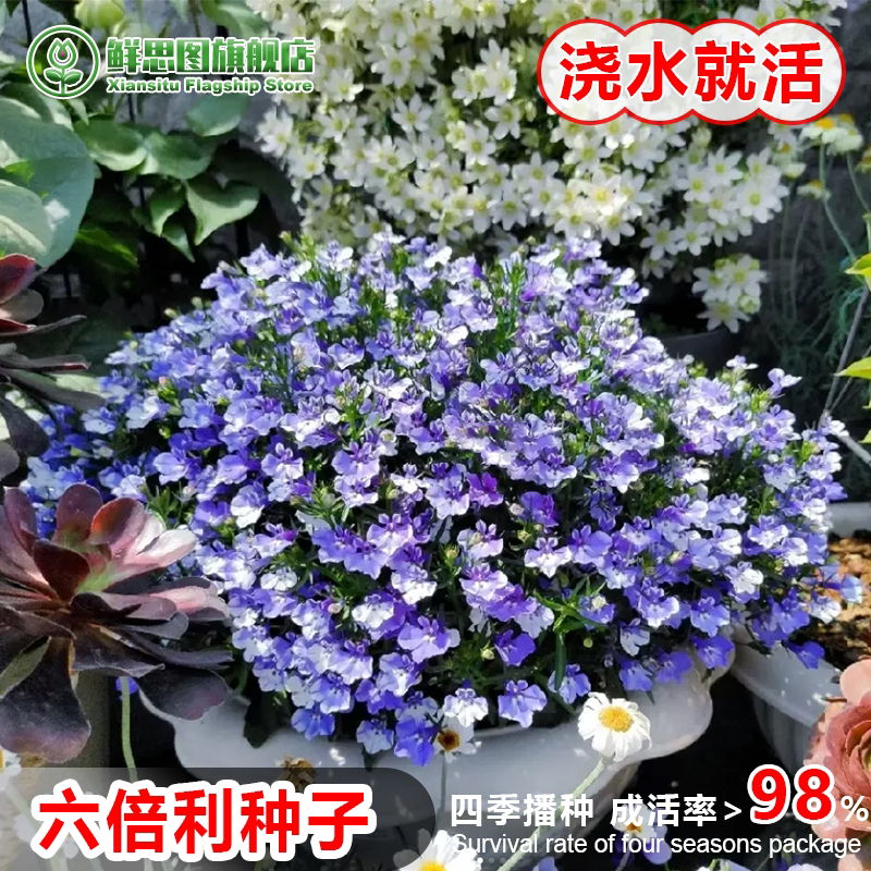 六倍利花种子长春花向日葵羽叶茑萝小雏菊大丽花盆栽垂吊花卉种籽