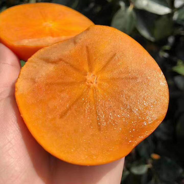 4.5�� 100-150g/ֻ ���ϱ�ɽ���������޺˱�����