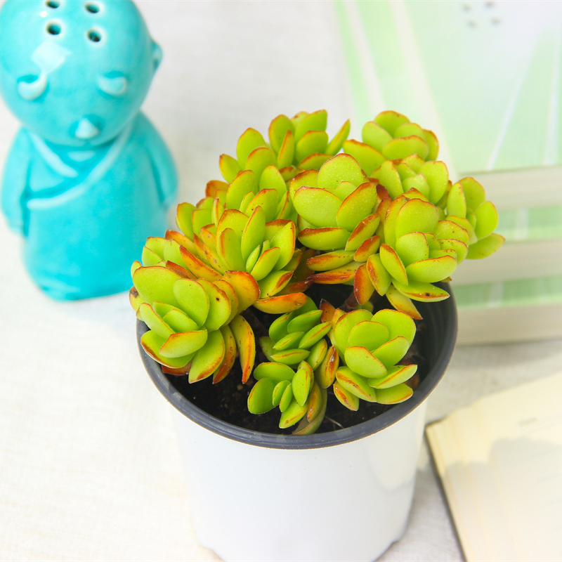 多肉植物天狗之舞老桩多头群生组合红色肉肉室内阳台绿植花卉盆栽