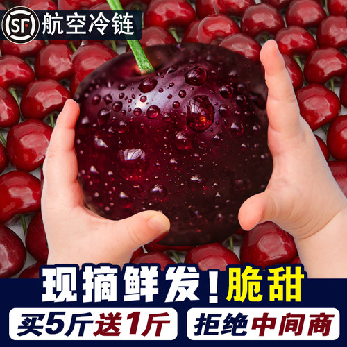 当季正宗山东美早大樱桃自家果园