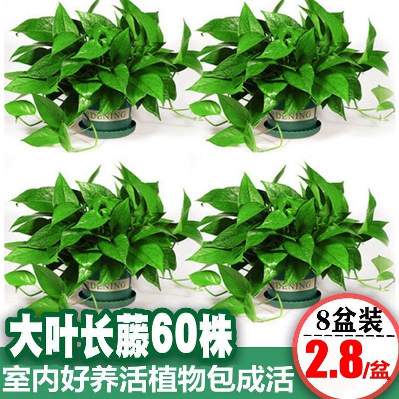 绿航绿萝盆栽室内花卉水培植物吊兰绿植吸甲醛净化空气大绿箩长藤