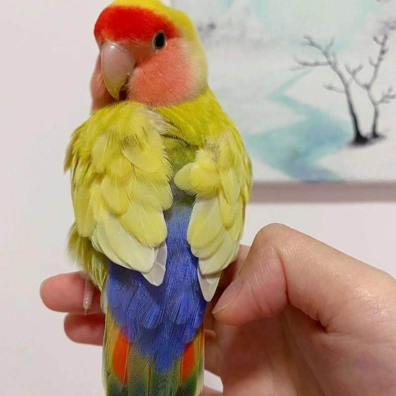牡丹鹦鹉宠物活鸟活物纯手养鸟亲人好上手好养活学说话蓝腰黄桃,宠物/宠物食品及用品,鸟,淘宝优惠券,粉丝福利购,淘宝优惠卷