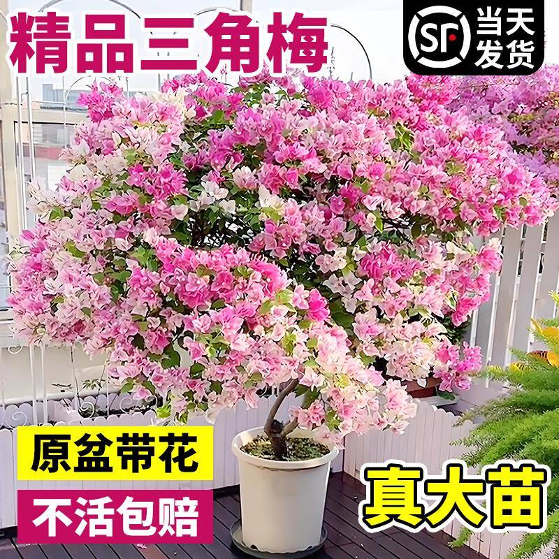 三角梅盆栽重瓣四季绿漳红樱爬藤植物矮桩阳台树苗耐寒老桩带花卉