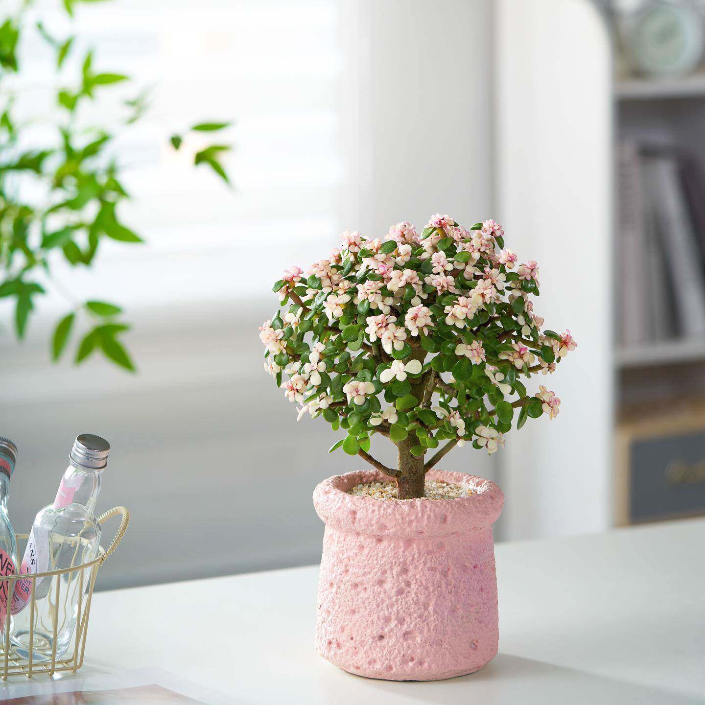 金枝玉叶棒棒糖老桩多肉植物办公室内阳台防辐射绿植懒人花好养活