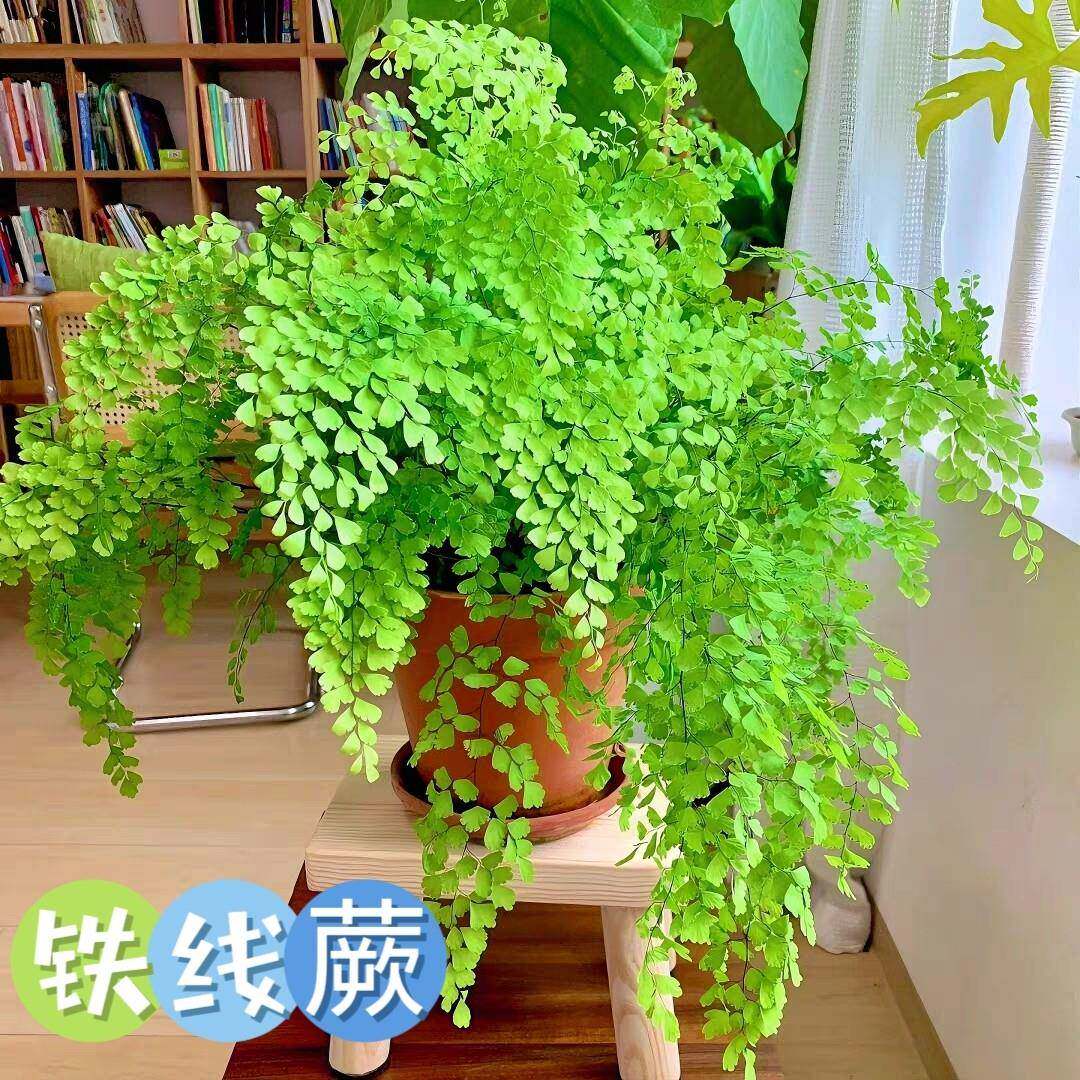 精品铁线蕨盆栽室内耐阴铁丝草办公桌阳台常绿观叶绿植易活
