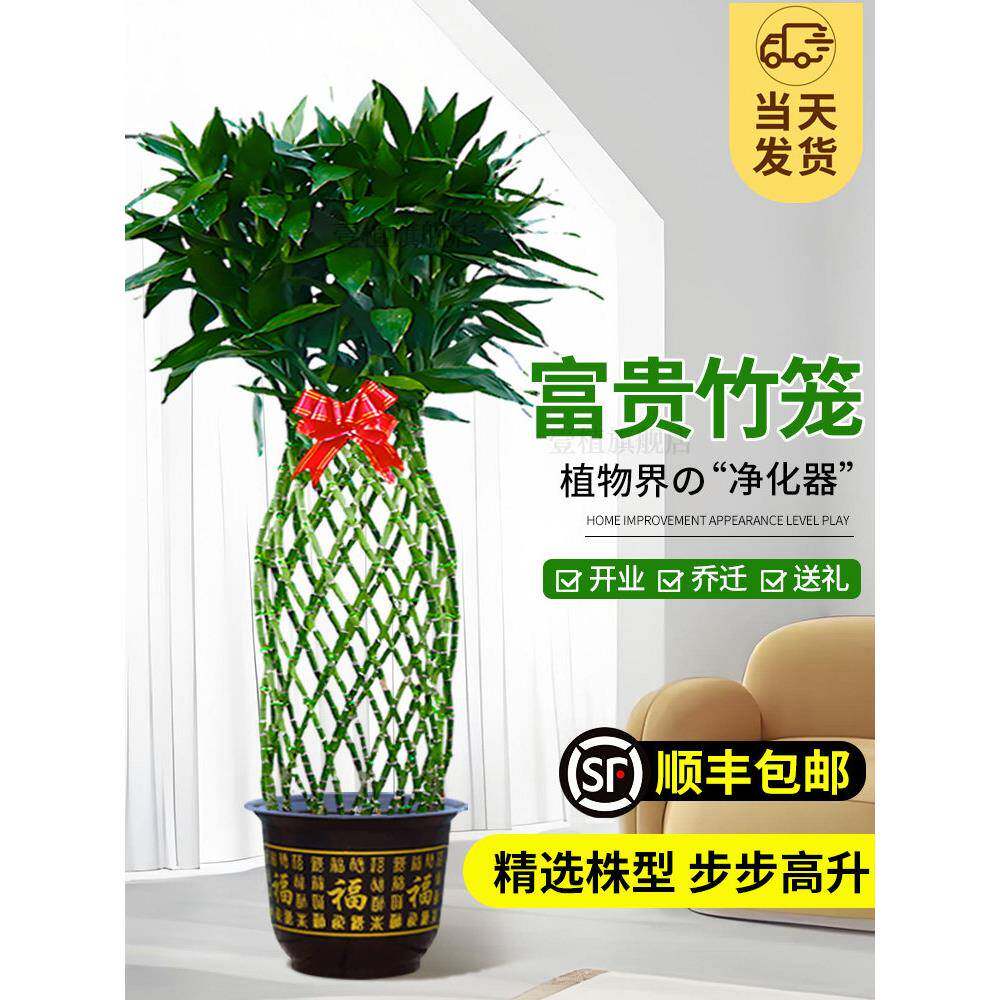 富贵竹水培植物富贵竹笼盆栽造型大型绿植办公室桌面乔迁送礼开业