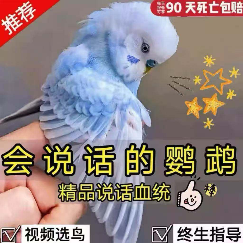 虎皮鹦鹉活鸟会说话的大头鹦鹉手鸟