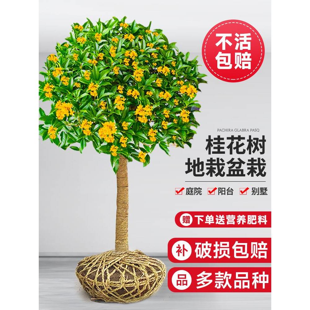 四季桂花树苗金桂庭院浓香原生地栽室内外盆栽八月丹桂花卉绿植物