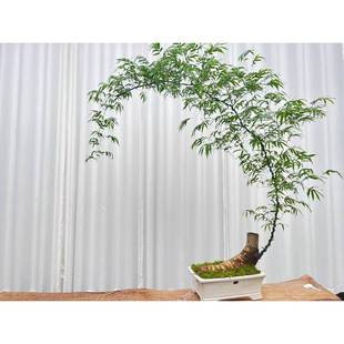 小叶簕竹老桩带盆勒竹根高端禅意茶室意境四季常青好养活竹子盆景