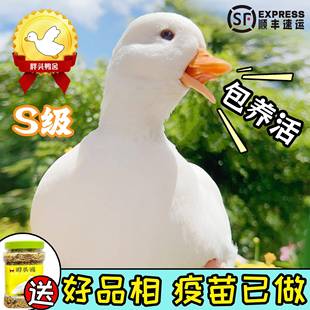 网红可达鸭活物柯尔鸭纯种幼崽活宠物成年柯基鸭赛级S级小黄鸭子s