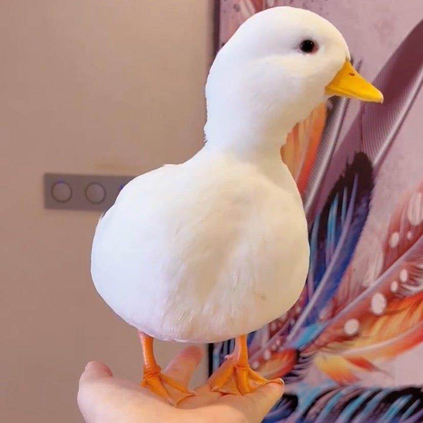 柯尔鸭活物宠物鸭网红柯尔鸭可达鸭小黄鸭纯种柯尔鸭养殖资料,宠物/宠物食品及用品,宠物鸭,淘宝优惠券,粉丝福利购,淘宝优惠卷