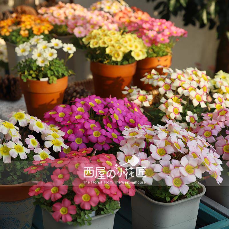 西屋的小花匠 种球【 ob系列 合集二】多年生秋植酢浆草球根