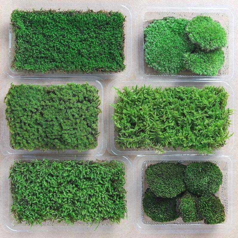 鲜活青苔绿植短绒白发苔藓真草皮微景观迷你盆景专用生态水缸植物