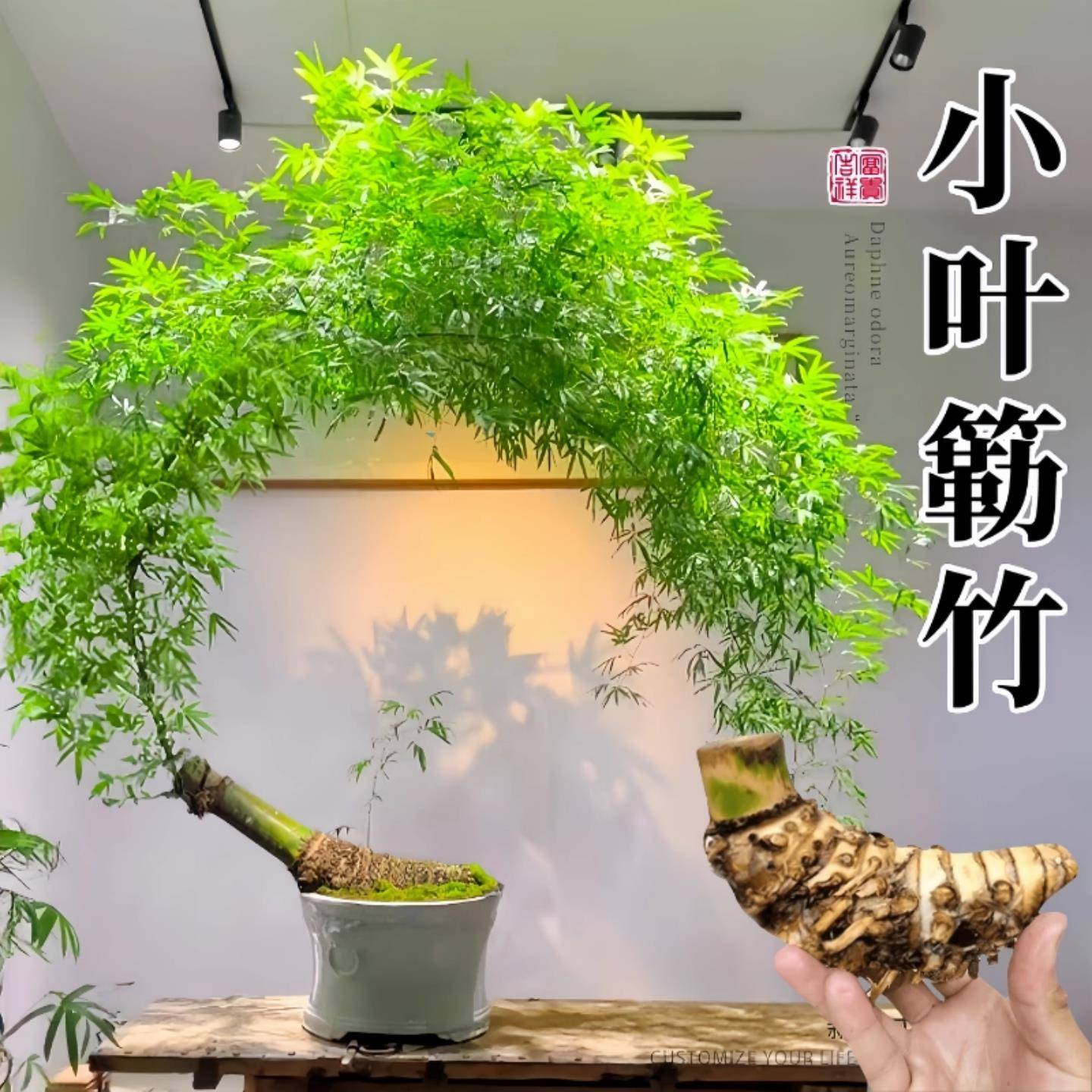 小叶簕竹成品盆景老桩竹子盆栽室内客厅茶室勒竹禅意绿植物好养活