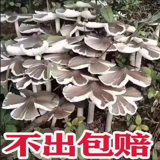 云南野生鸡枞菌菌种菌包高产原种人工培植室内室外可食用煲汤炒菜