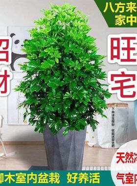 四季常青鸭脚木绿植八方来财