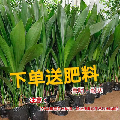 一叶兰盆栽耐冻四季长青室内客厅观叶植物绿植盆景室内耐阴花卉