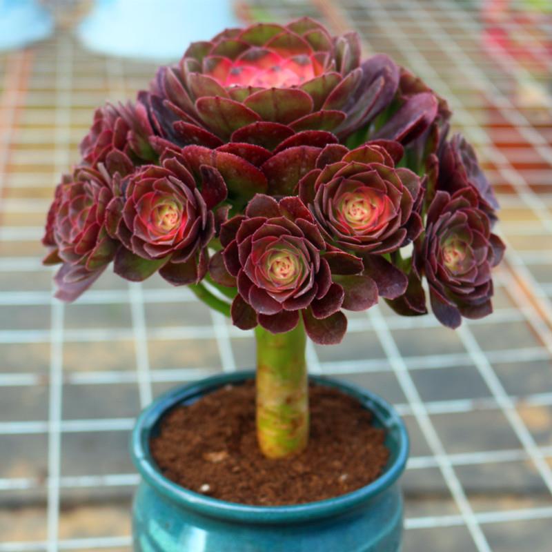 大颗好养万圣节法师老桩多肉植物精品阳台美观净化空气盆栽绿植花