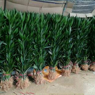 花之物语有根富贵竹1米2至1米5粗壮易养耐放净化空气家用办公绿植