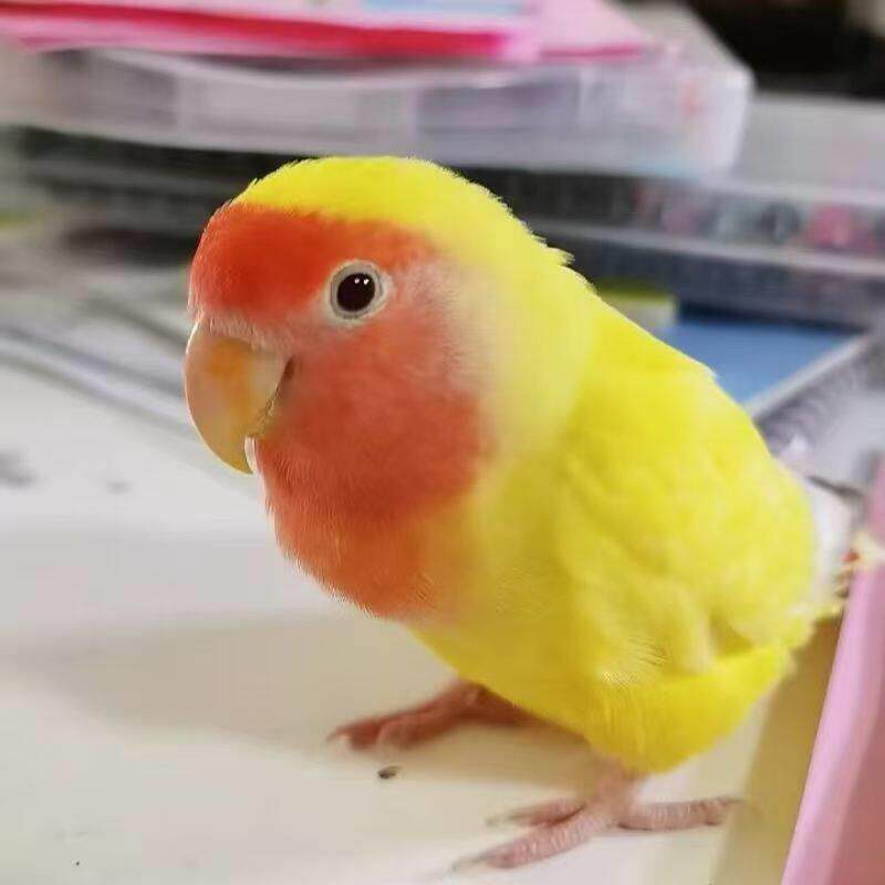 手养牡丹鹦鹉活鸟小鸟亲人会学说话鹦鹉活鸟黄桃绿桃鹦鹉鸟观赏鸟
